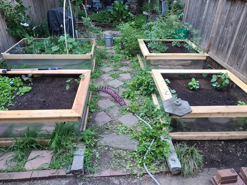 4 raised garden beds with red pavers on a garden pathway. 