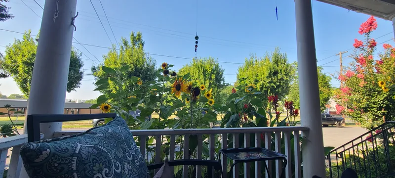 View from the front porch with blue sky, sunflowers, red flowers, chair and table