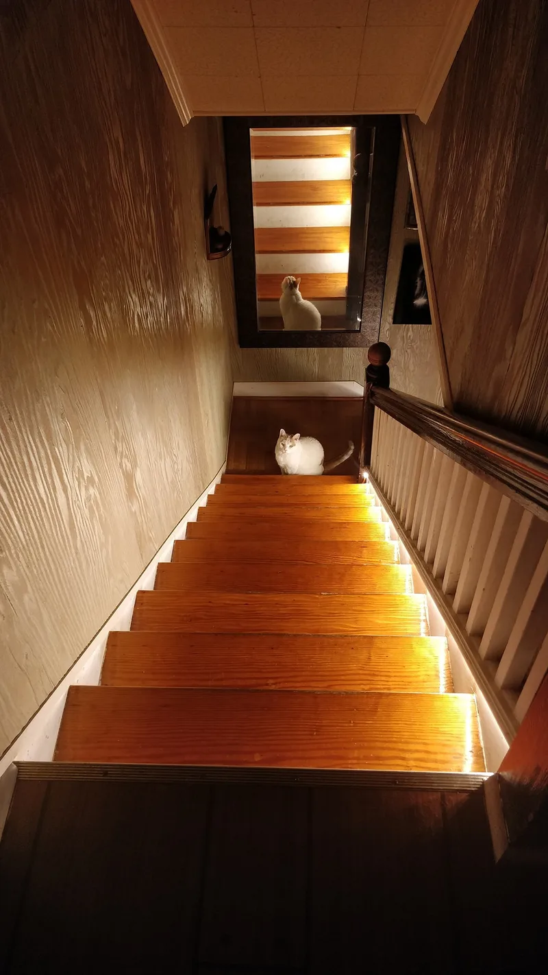 View down the stairs. In this (older) photo, the LED lights are set to white. White cat sits at the bottom of the stairs. 